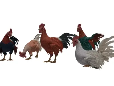 Rooster  Low-poly 3D model