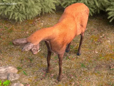 Siberian Musk Deer Rigged for Maya 3D model