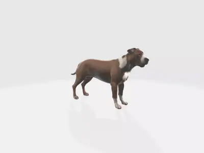 American Staffordshire  Portrait Terrier Pet Animals 3d model 3D model