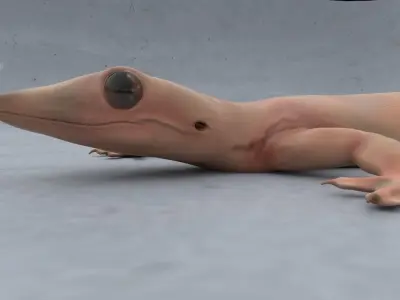 Wall Gecko Low-poly 3D model