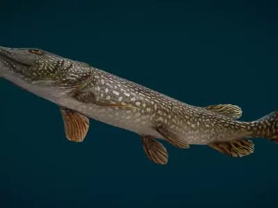 Northern Pike Animated Low-poly 3D model