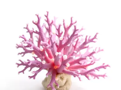 Vibrant Coral Reef model pack Low-poly 3D model
