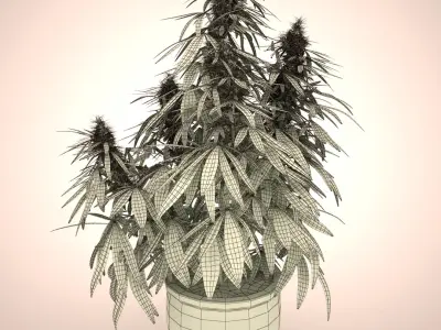  Cannabis Sativa Home Plant 