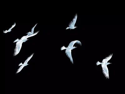 Seagull Animated Low-poly 3D model