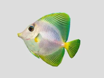 Purple Yellow Tang Realistic Animated Low-poly 3D model