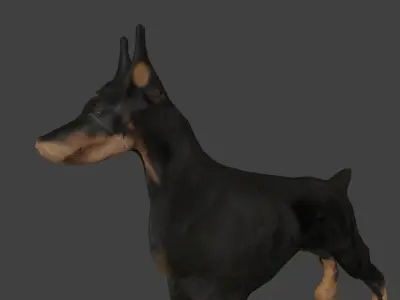Bull Dog Low-poly 3D model