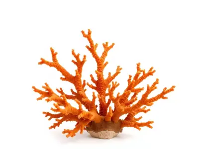 Vibrant Coral Reef model pack Low-poly 3D model