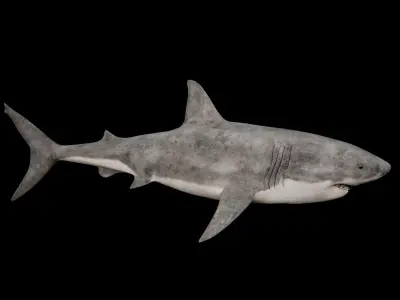 Great White Shark 3D model get