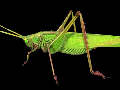 Grasshopper Animals  Low-poly 3D model
