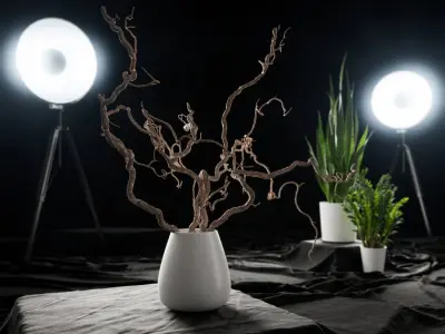  Bare Corkscrew Hazel Potted Plant Model  purchase