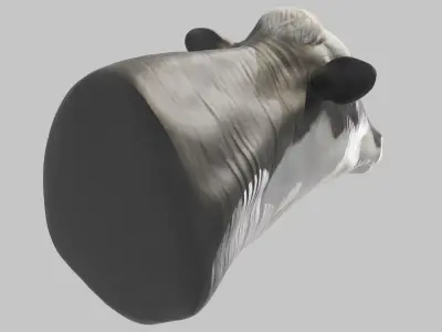 PBR Free Cow Head Free 3D model