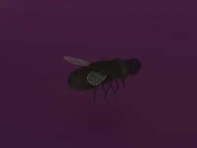 A rigged fly Low-poly 3D model