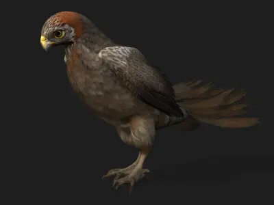 Kestrel B2 3D model