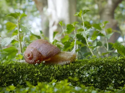 Snail Forest 3D Scene Low-poly 3D model