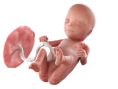 Fetus Week 14 Animated 3D model