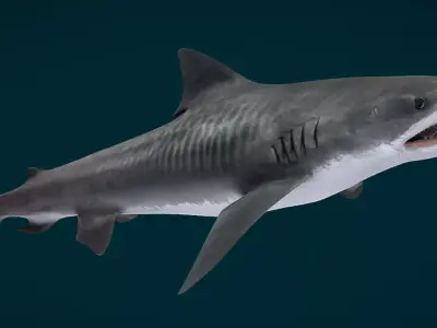 Realistic Tiger Shark Animated 3D model