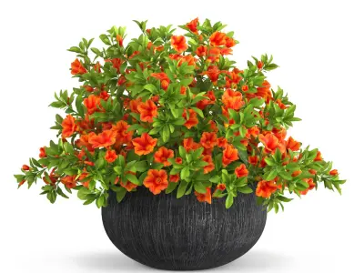Petunia Flower Pot with Soil Orange 3D model