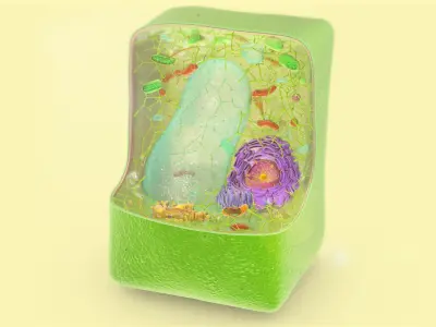 Plant Cell Structure 3D model
