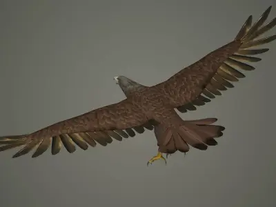 eagle bird animal  nature feather wing fly flying 3D model