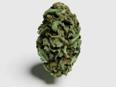Cannabis Bud 07 3D model
