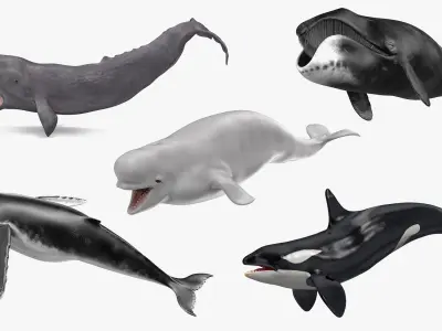 Whales Collection 3 3D model