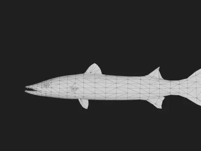 Barracuda Low-poly 3D model