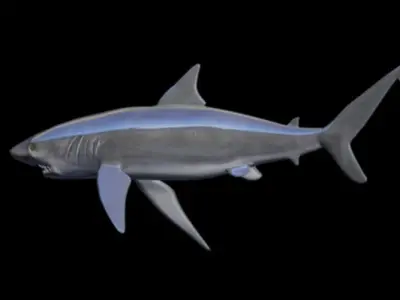 shark attack Low-poly 3D model
