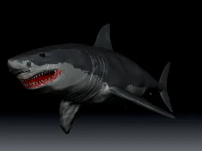 Realistic Great White Shark 3D Model in OBJ and STL 3D print model