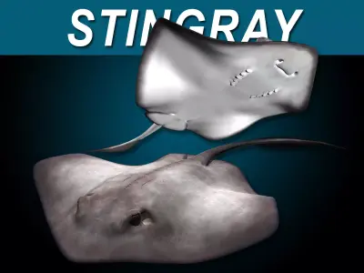 Stingray 3D model buy