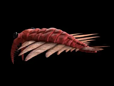 Anomalocaris Canadensis Static 3D model purchase
