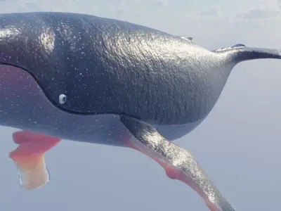 Humpback Whale Low-poly 3D model buy