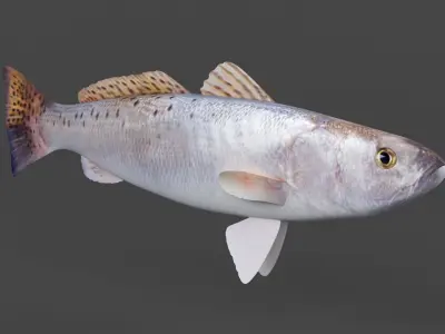 Seatrout Fish 3D model