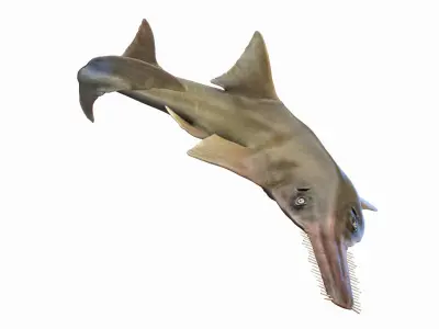 Sawfish Anmated 3D model