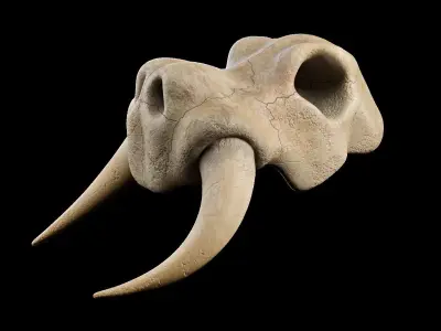 Skull Set mammoth Low-poly 3D model