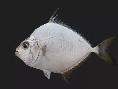 Butterflyfish Low-poly 3D model order
