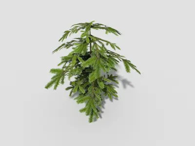 Shrub fir tree Low-poly 3D model
