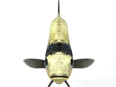Scalar fish Low-poly 3D model