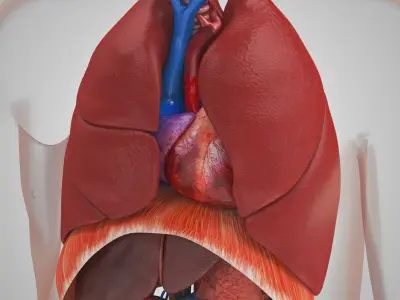  10 Anatomical human organs in body 