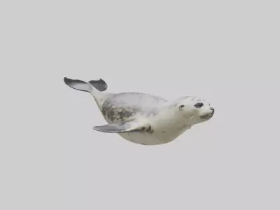 Harbor Seal diving model Low-poly 3D model