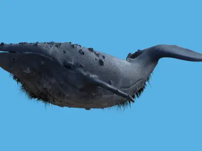 CGI Whale with option to add retractable birdlike wings Low-poly 3D model