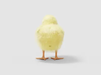 Hen Chick 3D model