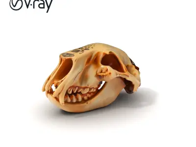 Animal Skull Model Pack for D Environments Low-poly 3D model