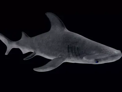 Hammerhead Shark Low-poly 3D model 5