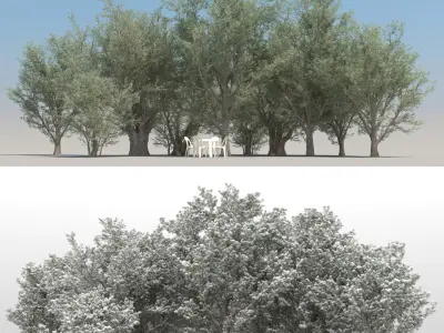 10 Olea Trees with snow 3D model