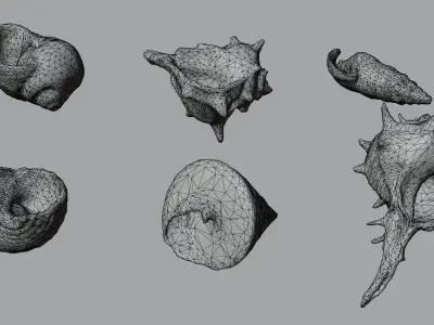 Sea shells collection Vol 3 Low-poly 3D model Low-poly 3D model