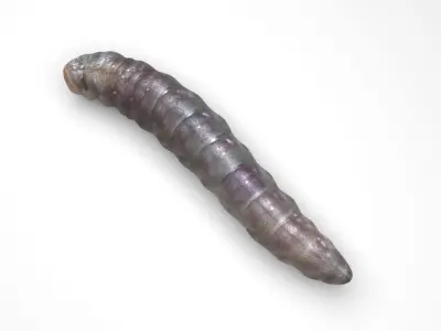 Pinworm 3D model