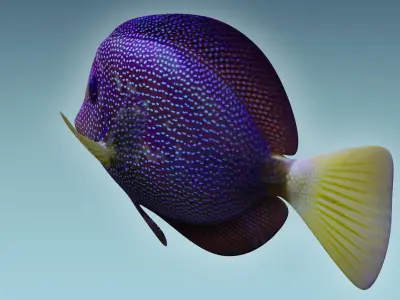 Zebrasoma Fish 5 3D model