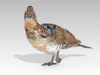 Grouse Low-poly 3D model