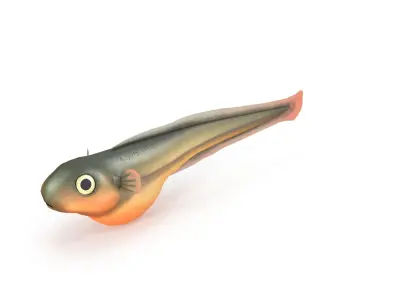 Baby fish Low-poly 3D model