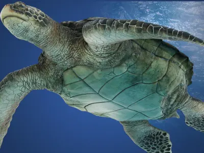 SeaTurtle Low-poly 3D model